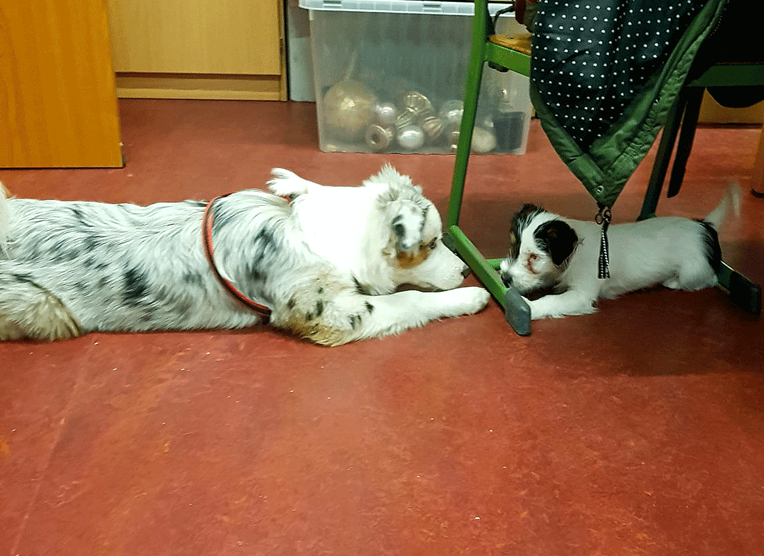 Aus dem Unterricht in der Feldsieper Schule Bochum