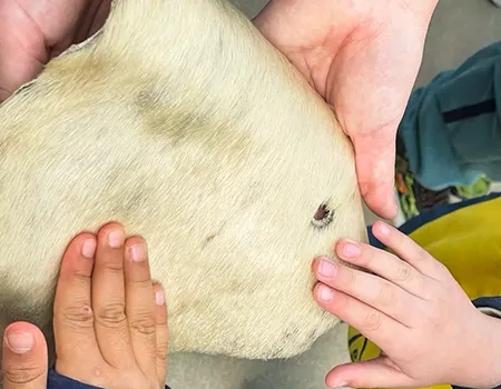 Besuch der ersten Klassen im Tierpark